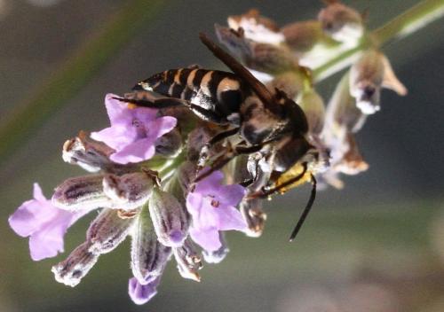 Réf. 197 065 : Coelioxys sp.
